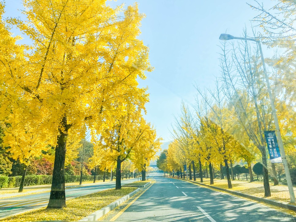 용인 가볼만한곳 단풍 명소 한국외국어대학교 산책로 데이트 코스