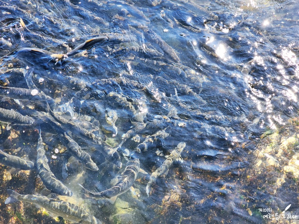 강원도 양양 휴휴암 가볼만한곳 바다 볼거리 물고기
