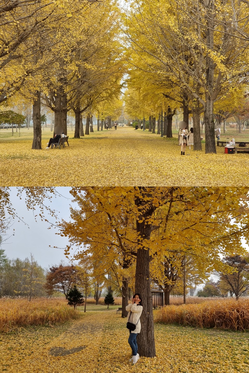 여주 가볼만한곳 금은모래강변공원 경기도 피크닉 꽃구경 장소 추천