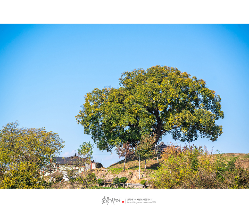 창원 여행 볼거리 창원 동부마을 팽나무 이상한 변호사 우영우 소덕동 촬영지 팽나무