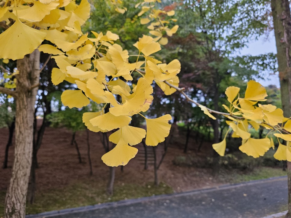 경기도 여행 여주 신륵사 가을 단풍 명소 현재 상황은?