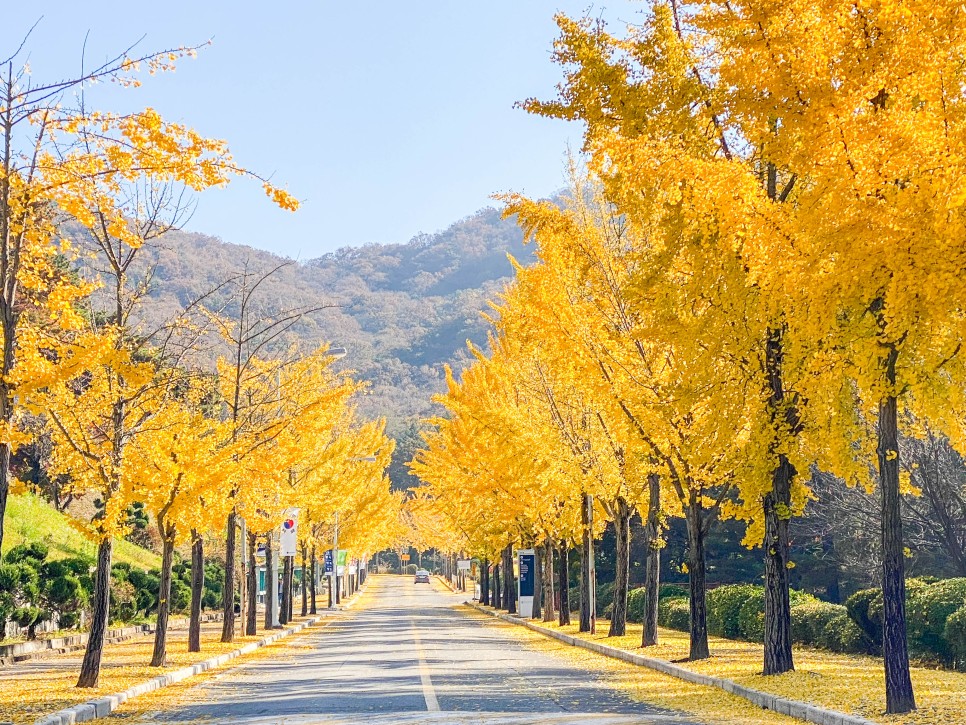 용인 가볼만한곳 단풍 명소 한국외국어대학교 산책로 데이트 코스