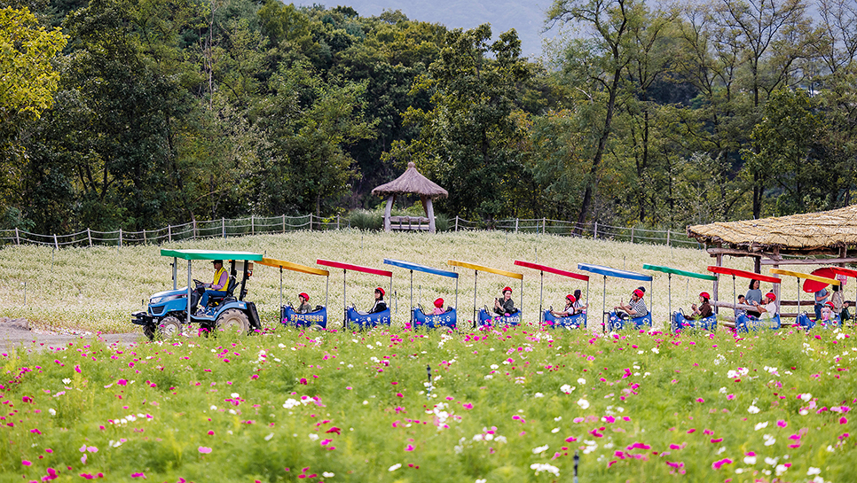 10월 강원도 철원 여행 가볼만한곳 (고석정꽃밭 / 철원미술관 / 중화루)