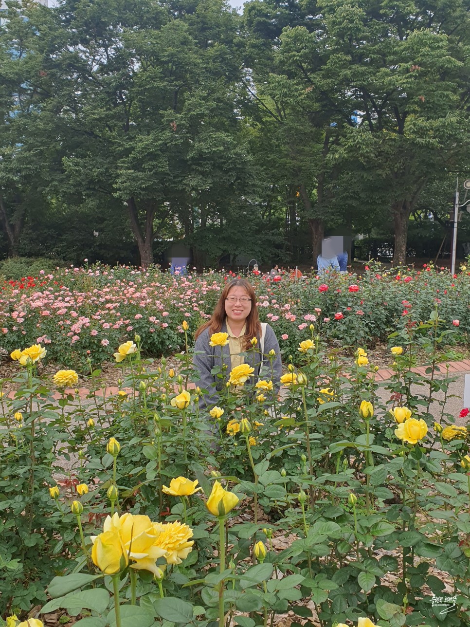 10월 가을 꽃구경 가볼만한곳 서울 올림픽공원 들꽃마루 코스모스 장미광장