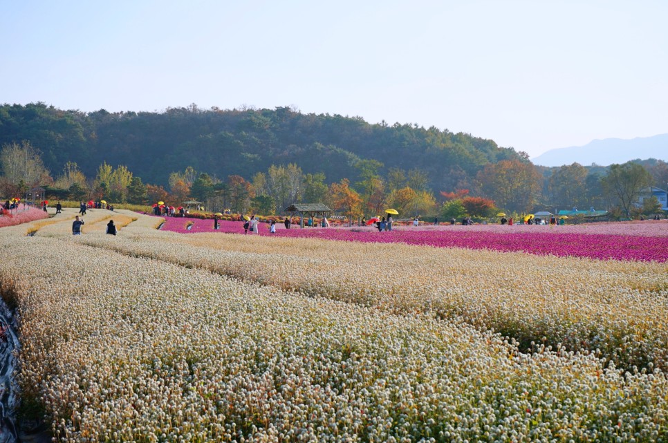 서울근교 강원도 철원 가볼만한곳 한탄강 주상절리길 물윗길 고석정꽃밭