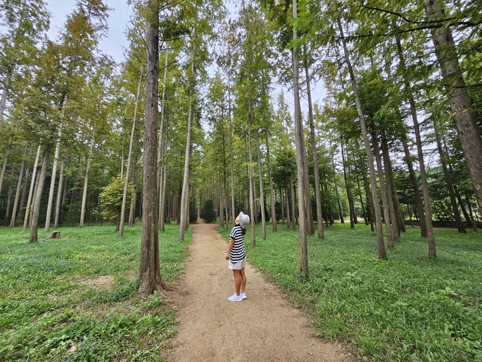 영덕 가볼만한곳 벌영리 메타세콰이어 숲 길 산책하고 영덕 강구항 방파제 낚시 여행