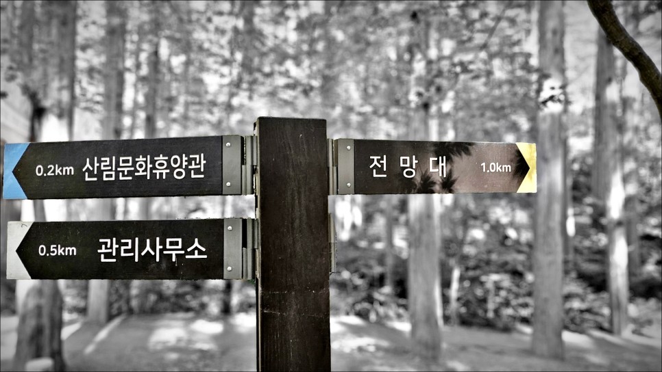 가을여행 추천 대전 명소 장태산 자연휴양림 당일치기 대전 등산 코스!