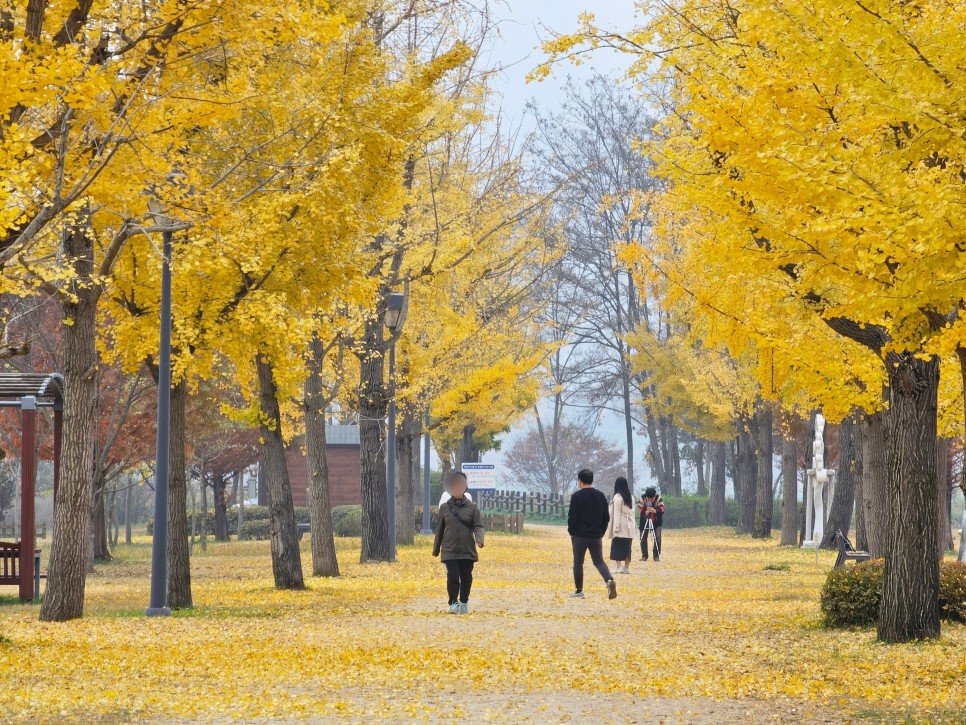 서울 근교 단풍 여주 강천섬 유원지 은행나무 단풍 길