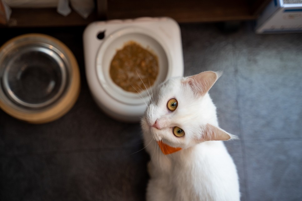 [고양이 용품] 소심한호랑이 데워주는 꿀맛식기 고양이 습식사료 밥그릇 개봉기 및 사용기 / 내돈내산