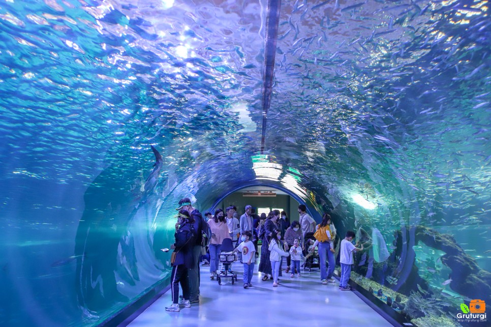 제주도 아이와 가볼만한곳 제주 어린이 체험 제주 아쿠아플라넷 외