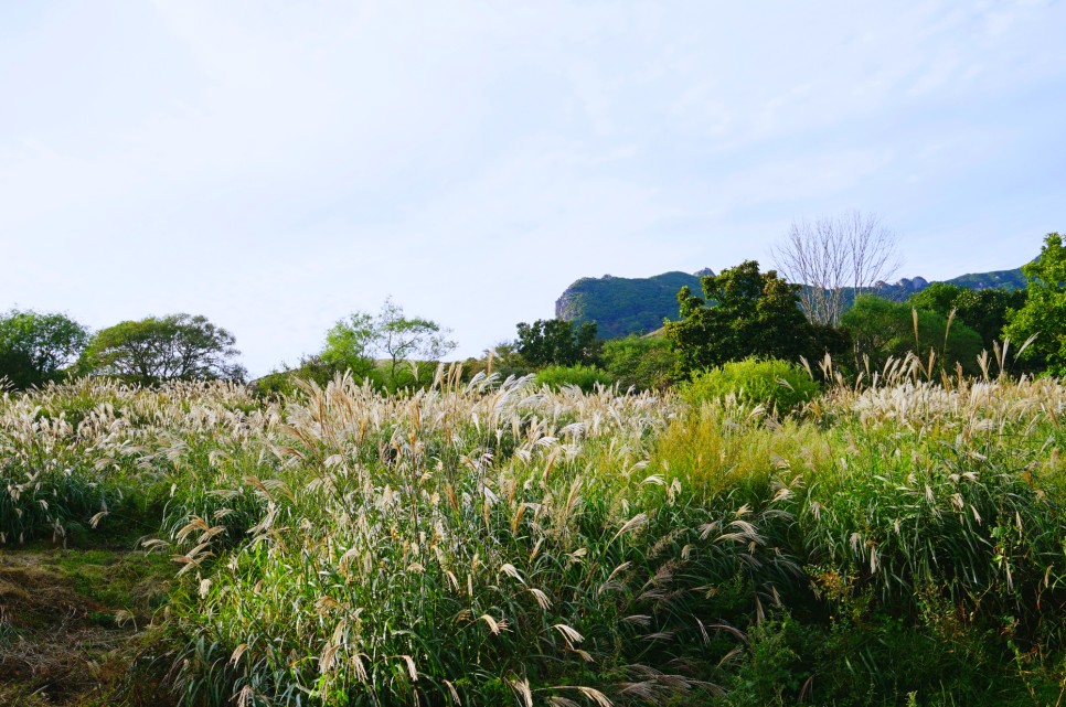 경남 여행지 추천 합천영상테마파크 황매산 억새 합천 여행