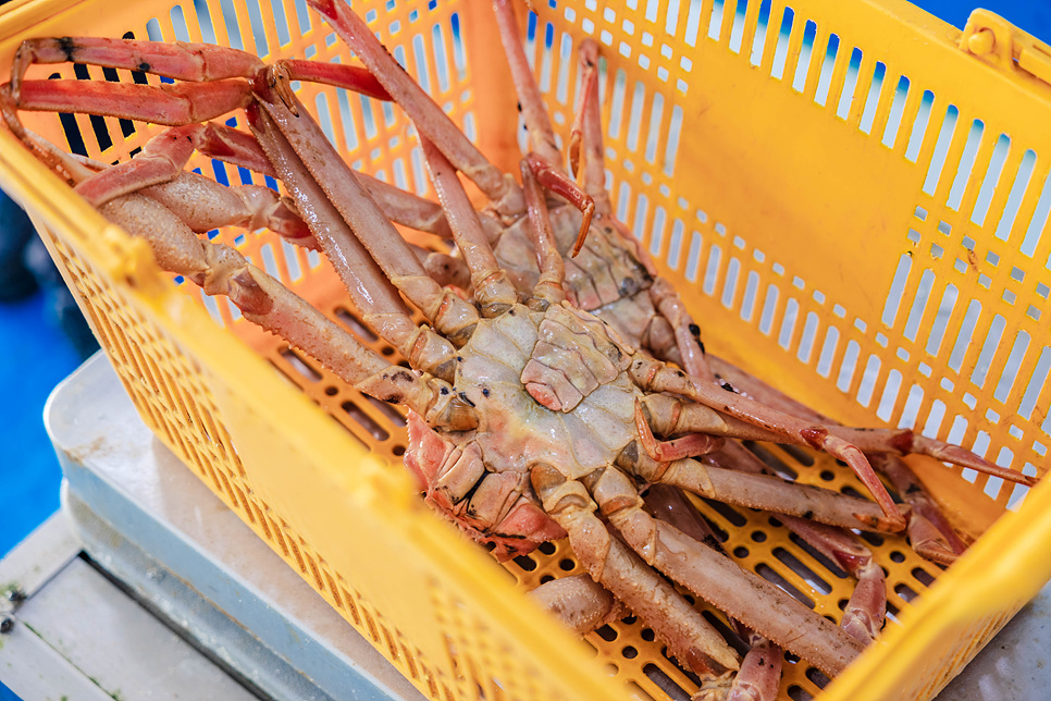 속초 킹크랩 맛집 대포항 직판장 특별한 메뉴 굿굿