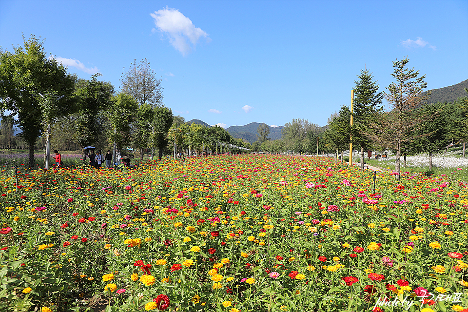 가을 명소 가평 자라섬 남도 꽃정원 꽃축제 경기도 핑크뮬리