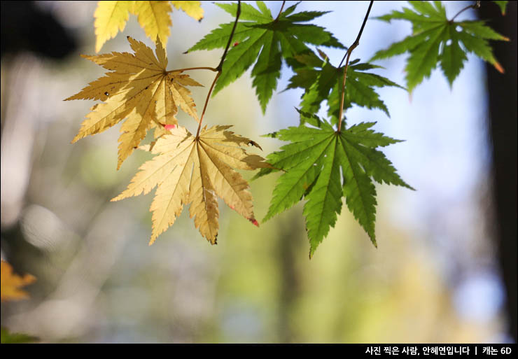 대전 가볼만한곳 볼거리 추천 핫플 관광지 장태산 자연휴양림 단풍 나들이