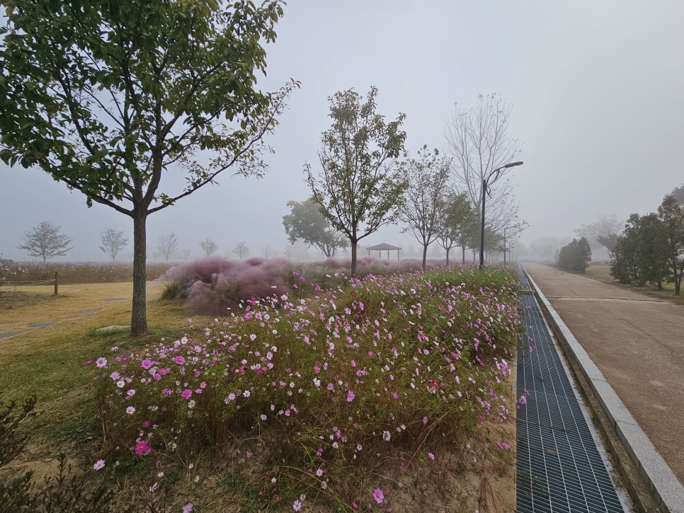구미 가볼만한곳 낙동강체육공원 스텔스차박 다음 날 구미 핑크뮬리 아침 산책