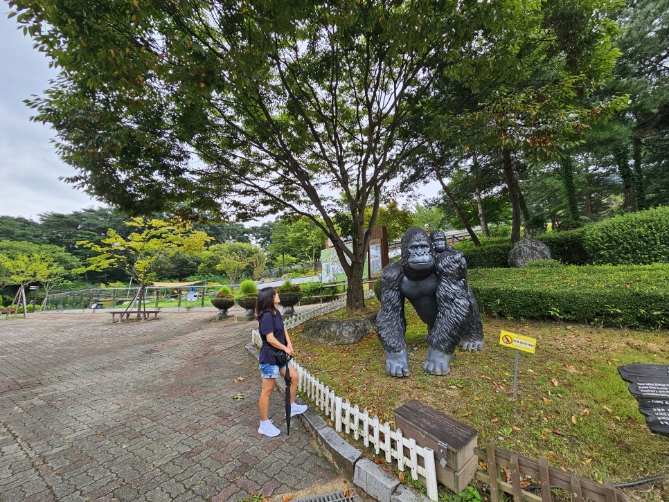 청주 가볼만한곳 추정리메밀밭 생명누리공원 메밀꽃 코스모스 10월 청주 여행 코스