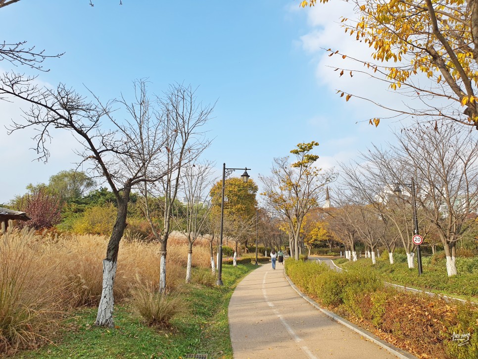 경기도 가을여행지 단풍명소 일산호수공원 메타세콰이어길