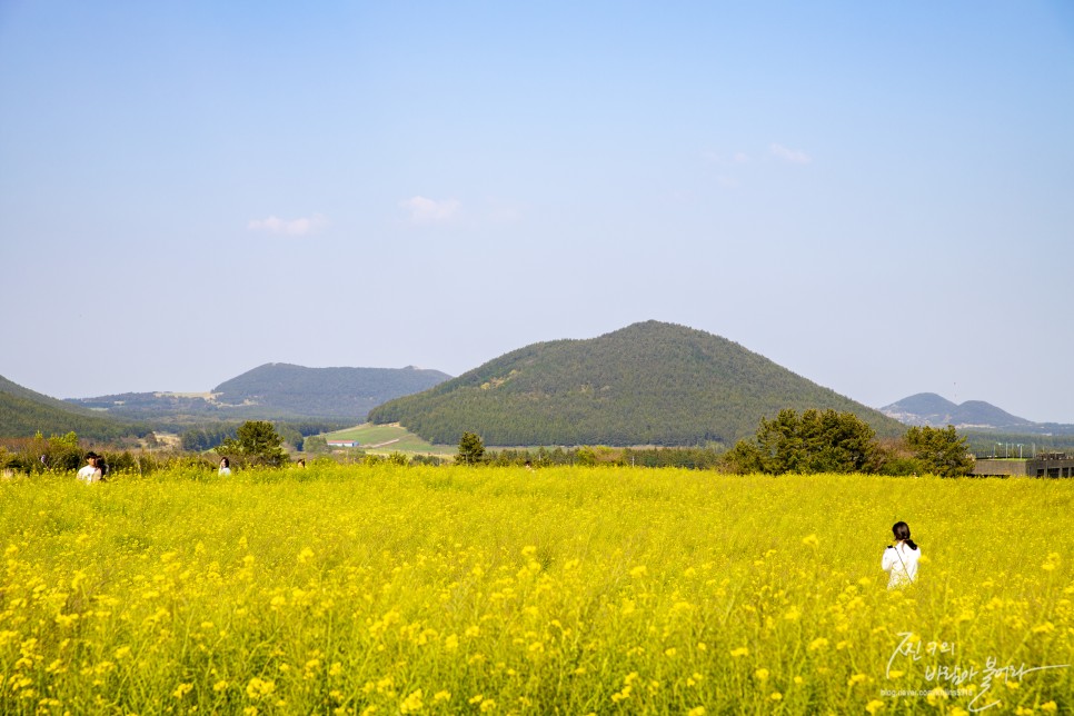 제주 보롬왓 사진찍기 좋은 곳 !