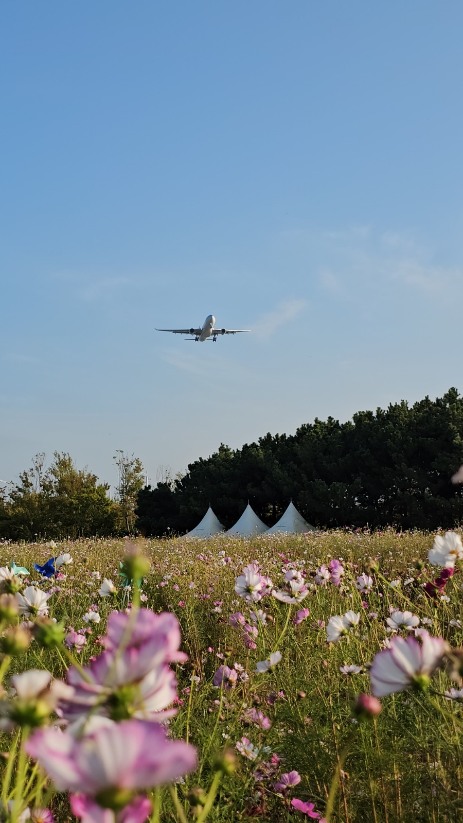 인천공항 하늘정원 비행기 보고 코스모스 밭 30분 하이킹 걷기