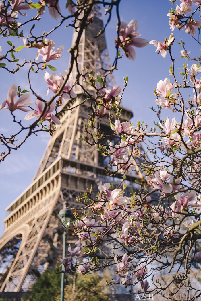 3월 파리, 코로나, 에펠탑, 벚꽃 / 파리스냅