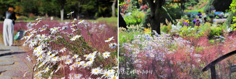가평 아침고요수목원 서울근교 나들이 경기도 꽃구경