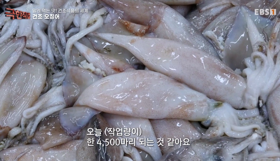 EBS 극한직업 건조오징어 과메기 곶감 연근 택배 주문 정보