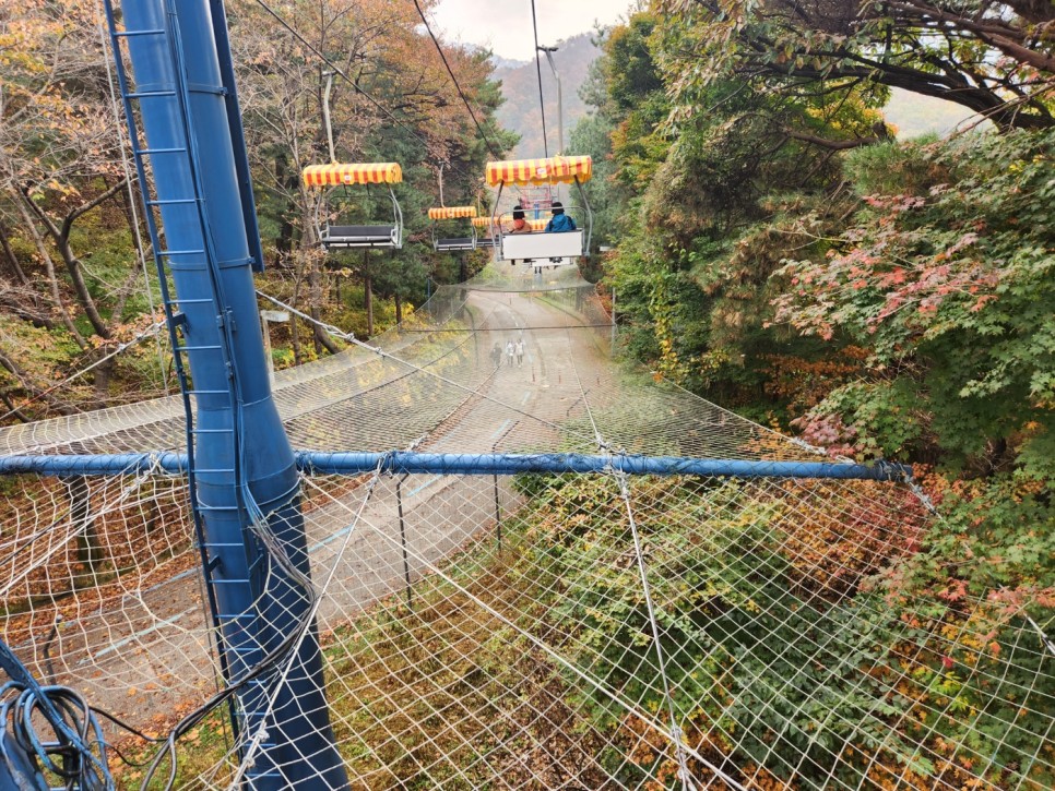 과천 서울대공원 동물원 단풍 리프트 패키지 입장권 가격 코스 총정리 유모차 매점 먹거리 서울랜드 정보