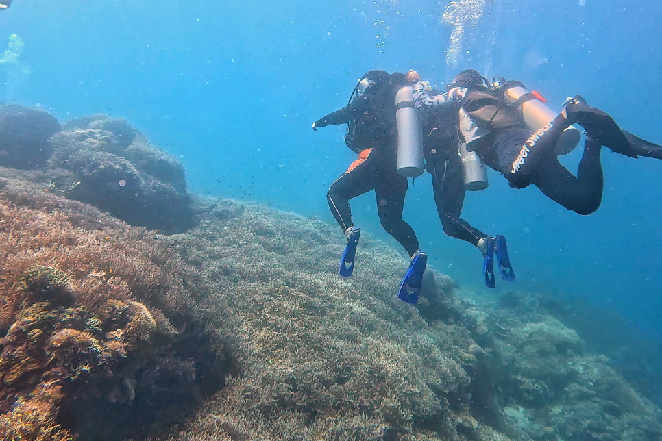 필리핀 보홀 다이빙 투어 체험 스쿠버다이빙 with 보홀트래블