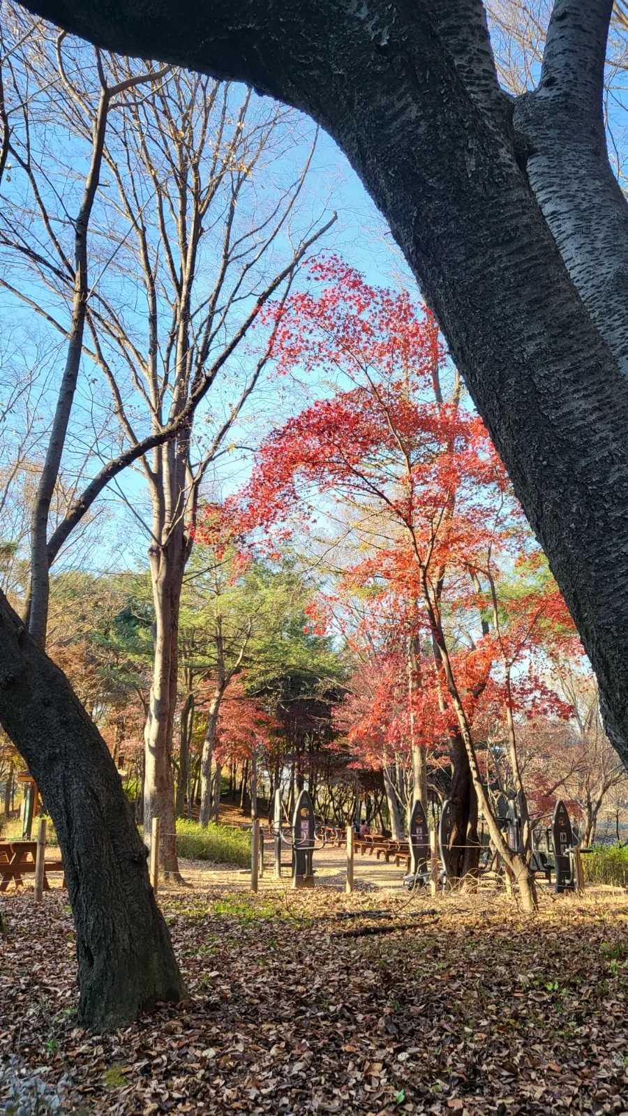 과천애문화, 과천 서울대공원 산책코스 동물원 입장권