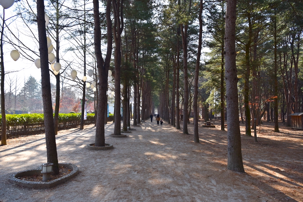 남이섬 입장권 티켓 할인 예매 예약 짚라인 날씨 단풍 배 시간 주차