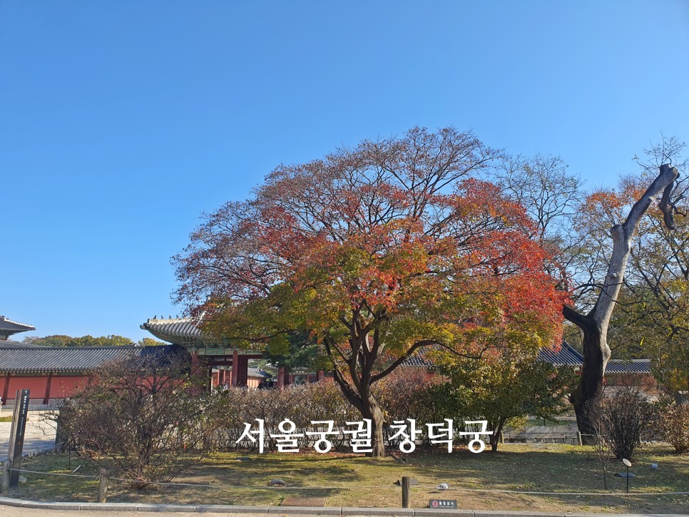 서울 데이트 장소 가볼만한곳 창덕궁 서울궁궐 나들이