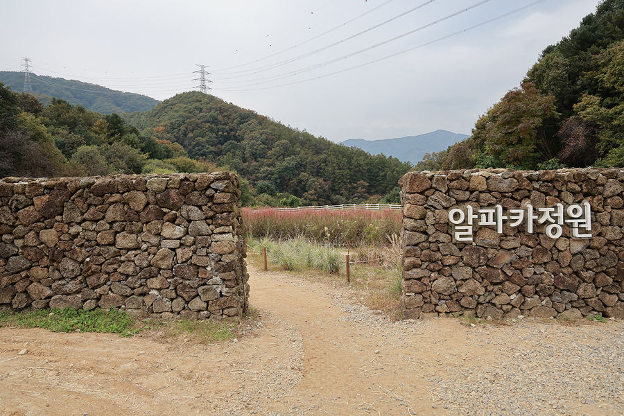 경기도 가볼만한곳 서울근교 당일치기 여행 가평 양떼목장