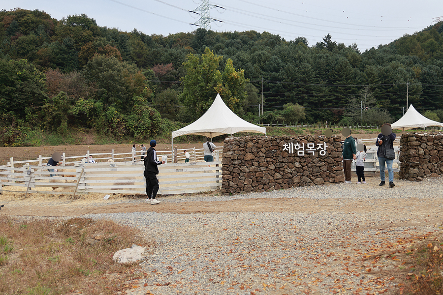 경기도 가볼만한곳 서울근교 당일치기 여행 가평 양떼목장