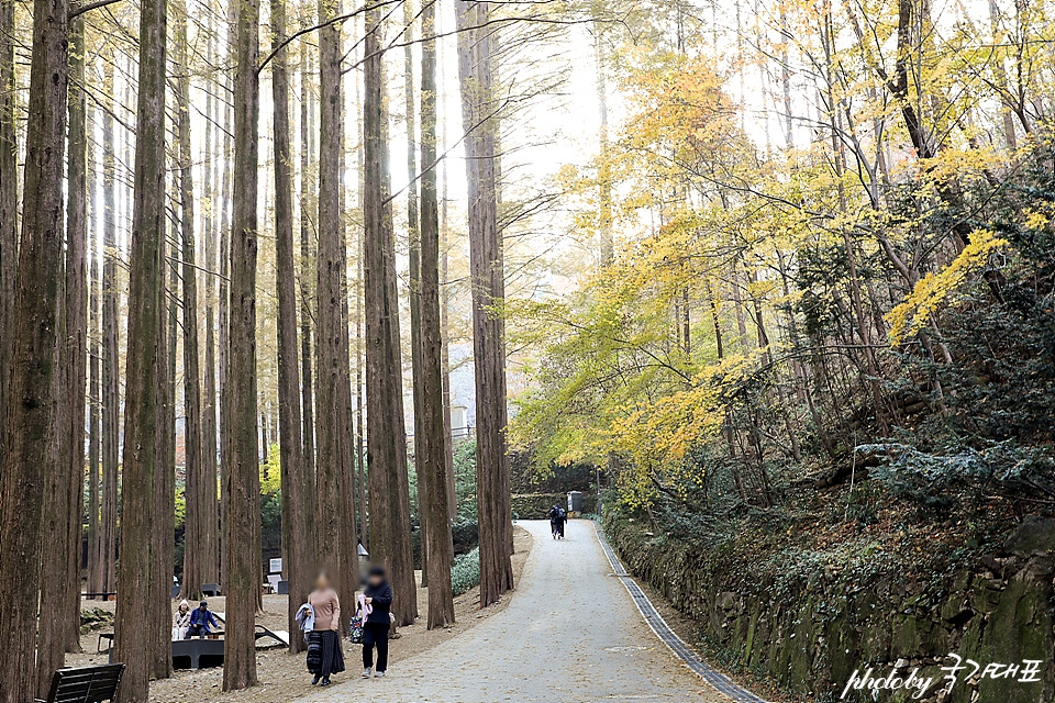 대전 장태산 자연휴양림 단풍 데이트 대전 단풍 명소