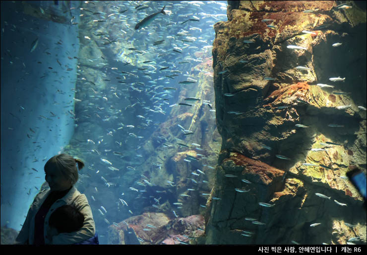일본 관광지 오사카 가족여행 가이유칸 수족관 입장권 예약 아쿠아리움 고래상어