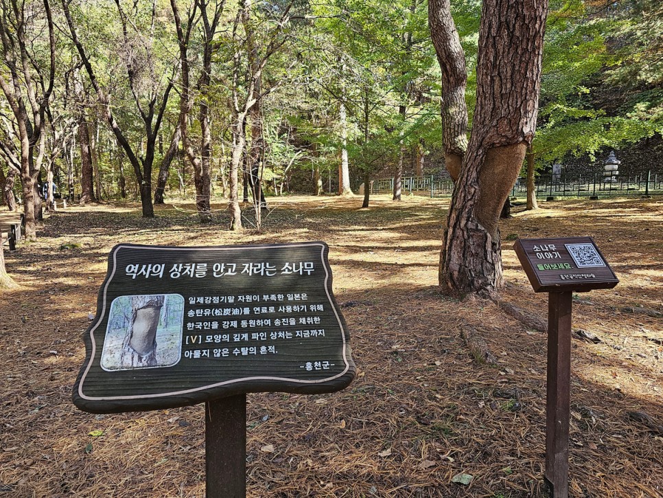 홍천 수타사 단풍 이번 주 절정, 공작산 생태숲 걷기 좋은 곳