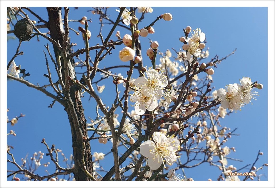 산수유 1차꽃 만개, 2차꽃개화중, 동네 어디나 매화 한창