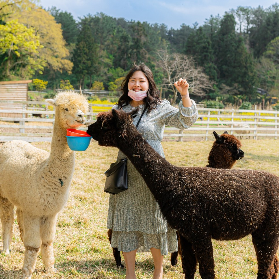 제주 애월 가볼만한곳 도치돌알파카목장