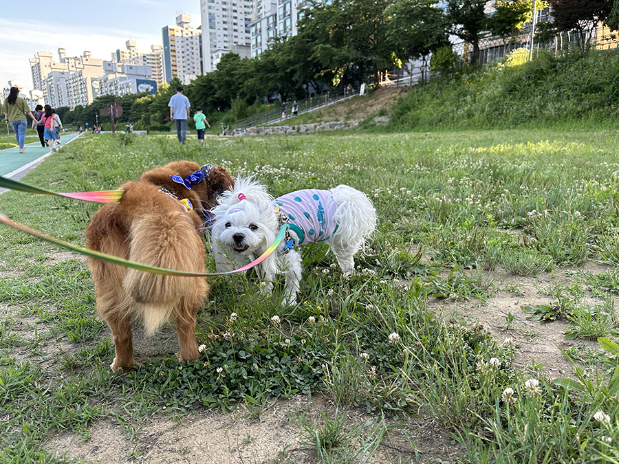 강아지 여름옷 : 해충방지 & 시원한 쿨나시 뮤니쿤트 버그가드