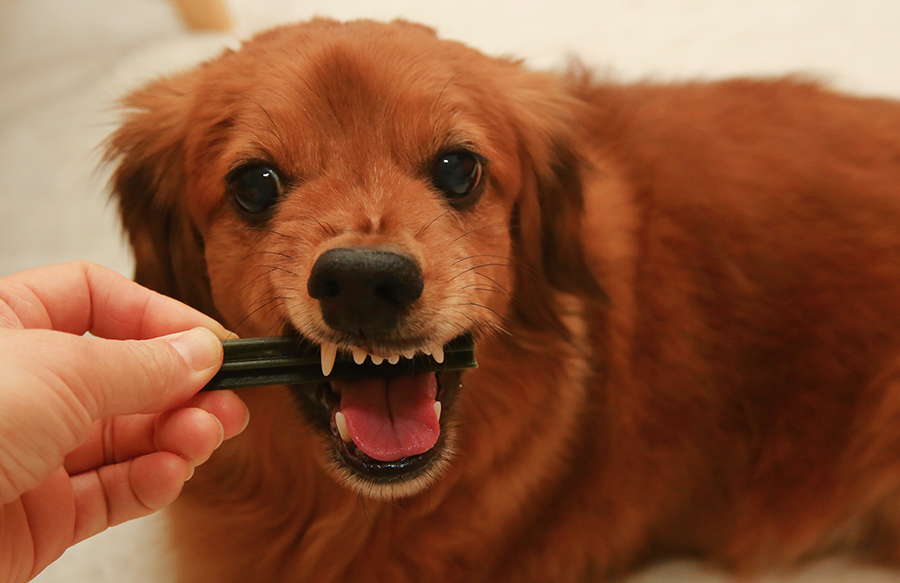 강아지 간식 : 더그린 덴탈껌 맛있게 먹고 치석제거!