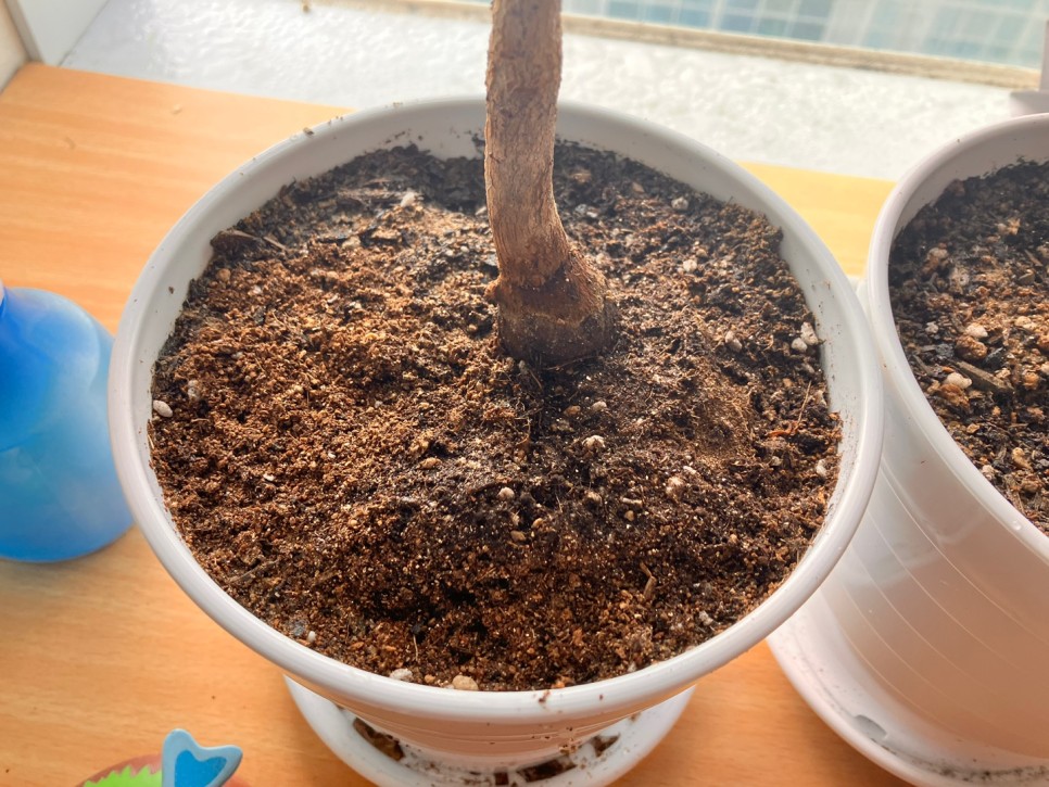 바오밥나무 분갈이 완료. 2년차 뿌리상태 보여드림