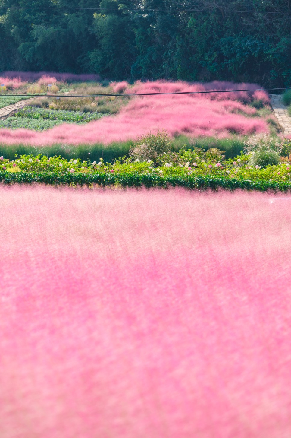 고창 가볼만한 곳 사진 찍기 좋은 고창 학원농장 청농원 핑크뮬리