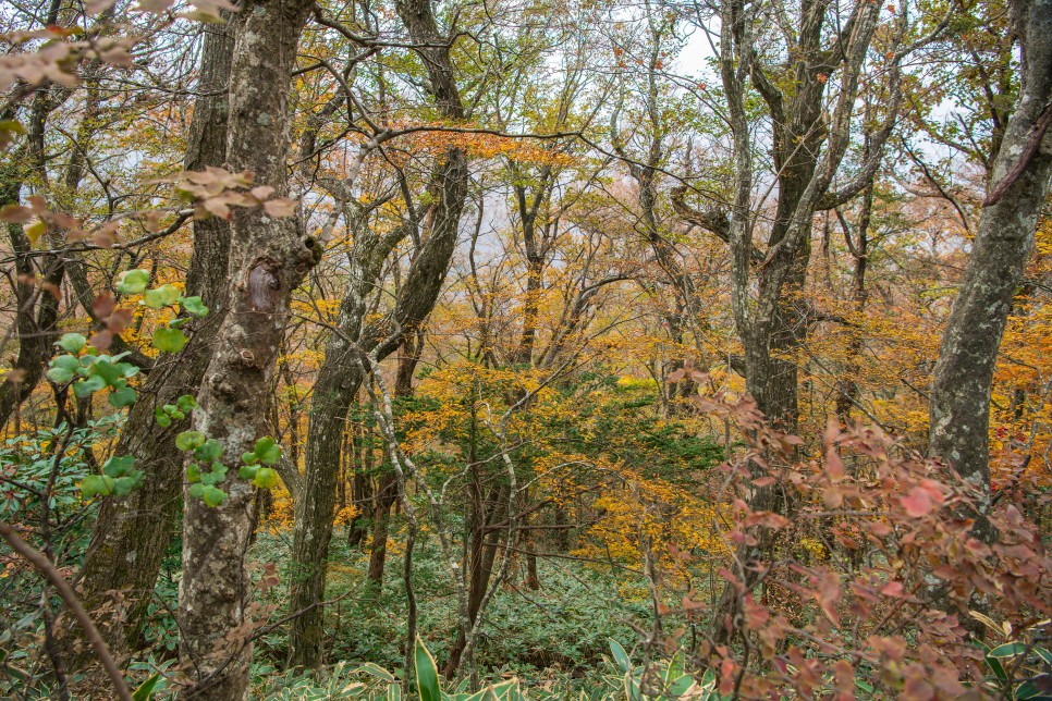 [한라산국립공원] 가을의 끝물에 만난 한라산