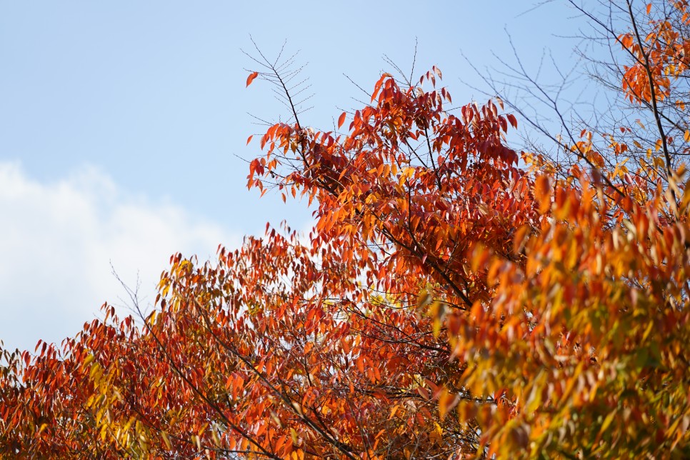 인천대공원 단풍 이번 주말에 꼭 가세요! 인천 단풍구경, 단풍명소!