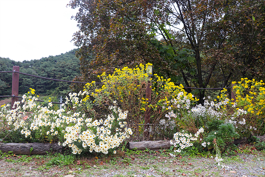 [치악산국립공원] 치악산 가을 단풍산행 / 황골~비로봉 등산코스