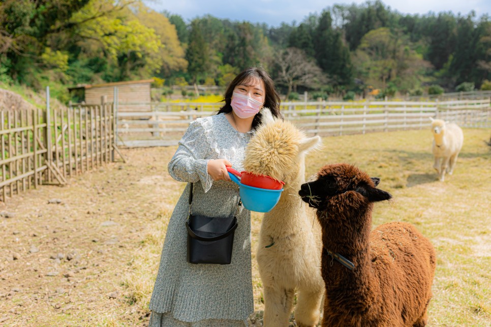 제주 애월 가볼만한곳 도치돌알파카목장