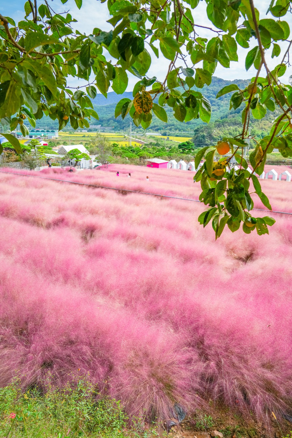 10월 국내여행 전북 고창 가볼 만한 곳 고창 핑크뮬리 축제 꽃객 프로젝트