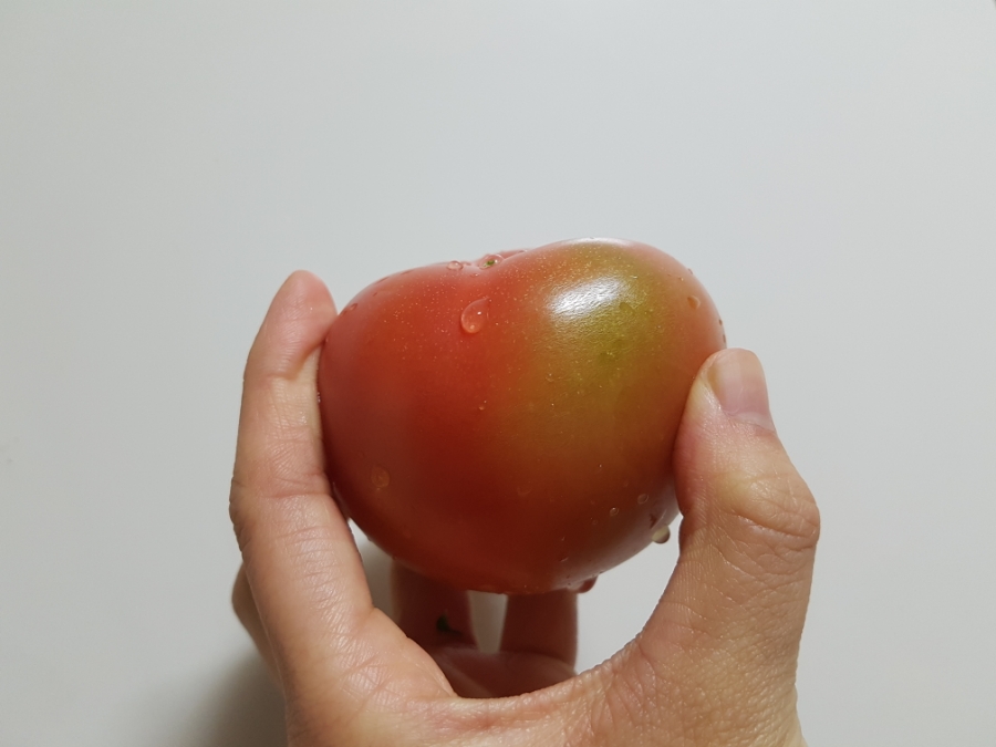 블로그씨) 저는 토마토를 기르고 싶어요! (토마토 바질 샐러드 레시피)