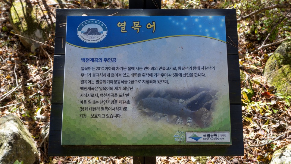 [태백산국립공원] 백천명품마을 봉화백천단풍축제와 함께한 태백여행(M)