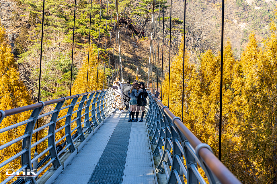 대전 가볼만한곳 장태산 자연휴양림 스카이타워 출렁다리 메타세콰이어숲 절정 커플 데이트 가족여행 코스